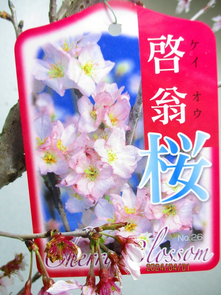 [. manner sapling Ryuutsu ]..(ke Io u) Sakura 4/1 blooming ~ flower . supposition (33250) total height :93.*140 size * same packing * postage attention *[ together transactions ] procedure strict observance 