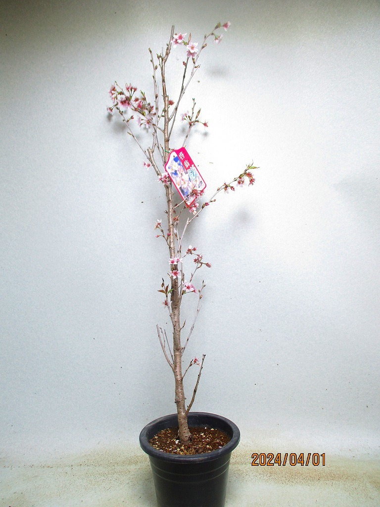 [. manner sapling Ryuutsu ]..(ke Io u) Sakura 4/1 blooming ~ flower . supposition (33250) total height :93.*140 size * same packing * postage attention *[ together transactions ] procedure strict observance 