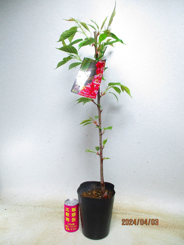 item_image_1