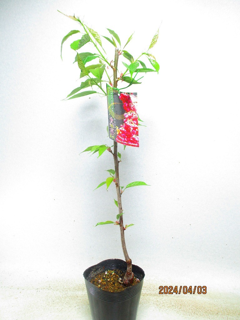 item_image_9