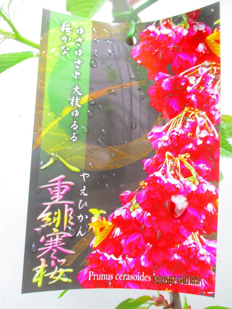 [野風苗木流通]桜の苗木 八重緋寒桜 (4127)全高：69㎝※同梱包は「まとめて取引」手続厳守※100サイズ＊送料明記 の画像2