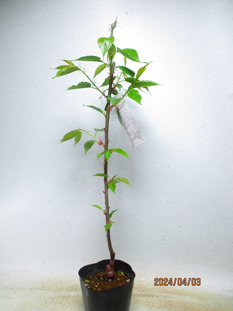 item_image_8