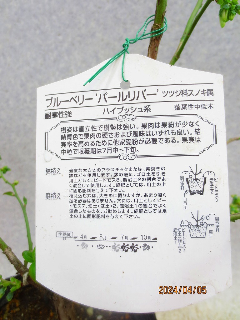 [野風苗木流通] ブルーベリー HB系 パールリバー (4388)全高：61㎝※同梱包は「まとめて取引」手続厳守※100サイズ＊送料明記_画像3