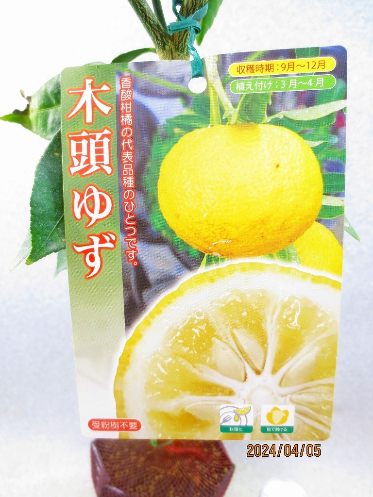 [野風苗木流通] 木頭柚子 接木2年生苗 (4466)全高：67㎝※同梱包は「まとめて取引」手続厳守※120サイズ＊送料明記の画像2