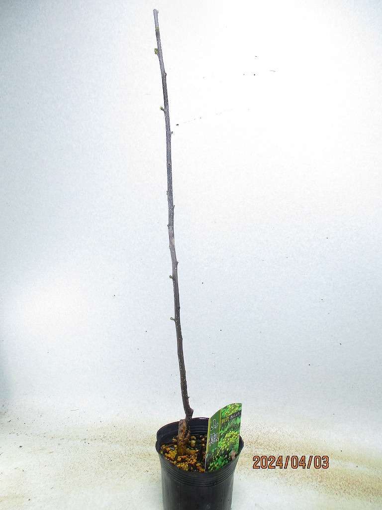 [. manner sapling Ryuutsu ] morning . zanthoxylum fruit (4168) total height :70.*100 size * same packing * postage attention *[ together transactions ] procedure strict observance 