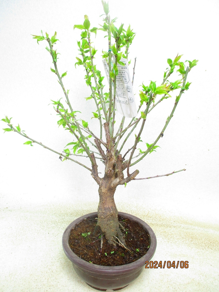[. manner bonsai Ryuutsu ] winter . plum (4633 tea circle pra pot ) total height :50.* same packing is [ together transactions ] procedure strict observance *120 size * postage clear writing 