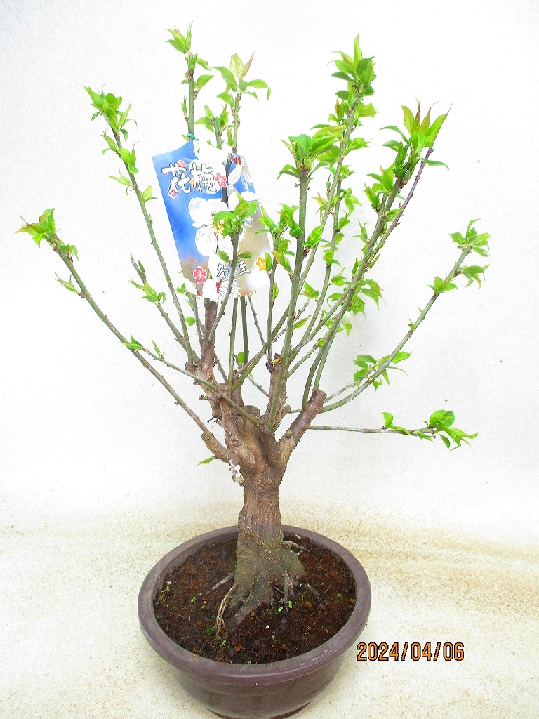 [. manner bonsai Ryuutsu ] winter . plum (4633 tea circle pra pot ) total height :50.* same packing is [ together transactions ] procedure strict observance *120 size * postage clear writing 