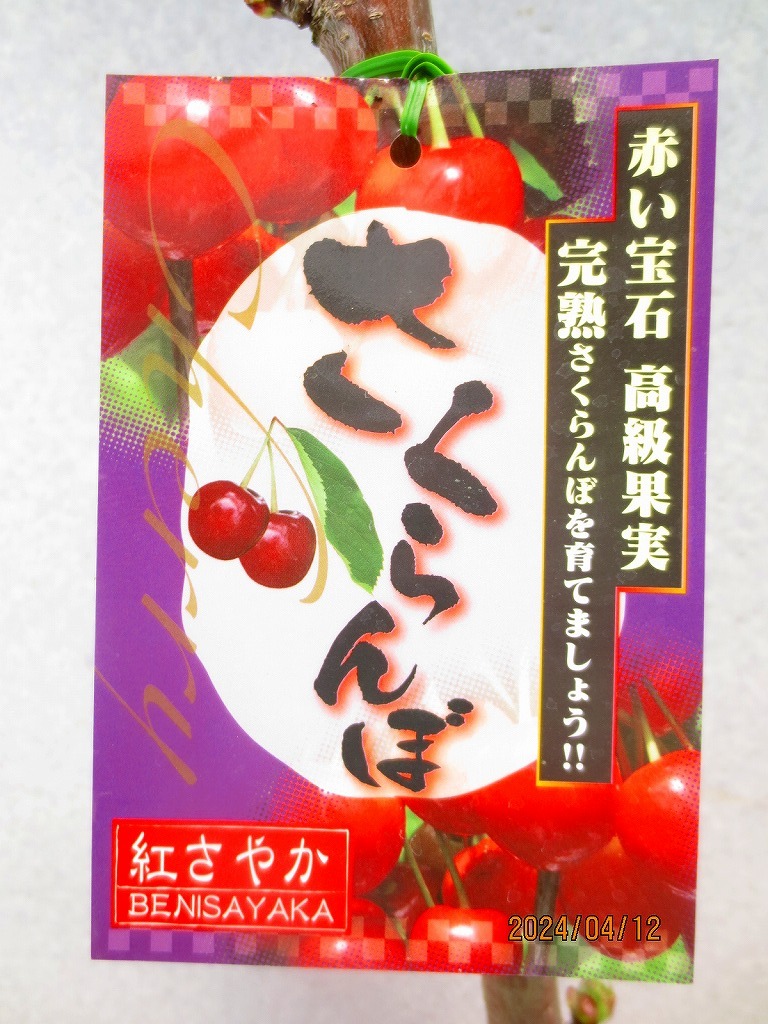 [野風苗木流通]サクランボ 紅さやか(41265)全高：78㎝※同梱包は「まとめて取引」手続厳守※100サイズ＊送料明記_画像2