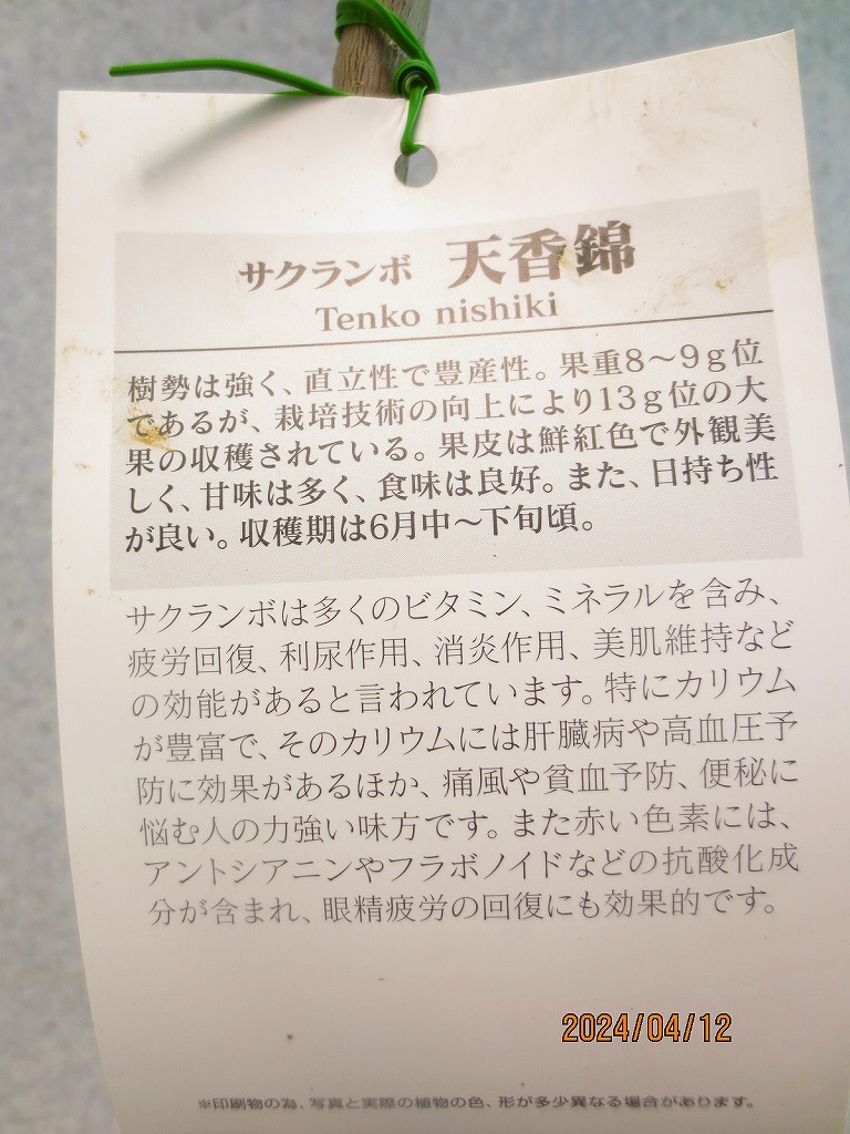 [野風苗木流通]サクランボ 天香錦(41291)全高：66㎝※同梱包は「まとめて取引」手続厳守※100サイズ＊送料明記　_画像3