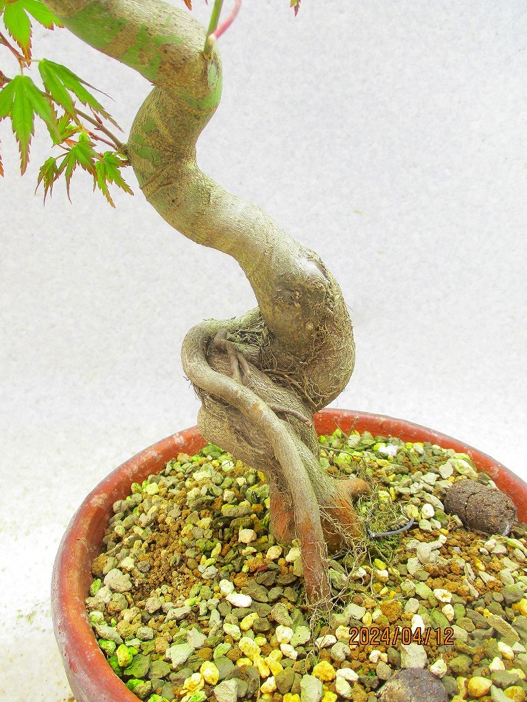 [. manner bonsai Ryuutsu ]momiji(41348 plant pot ) total height :46.* same packing is [ together transactions ] procedure strict observance *100 size * postage clear writing 