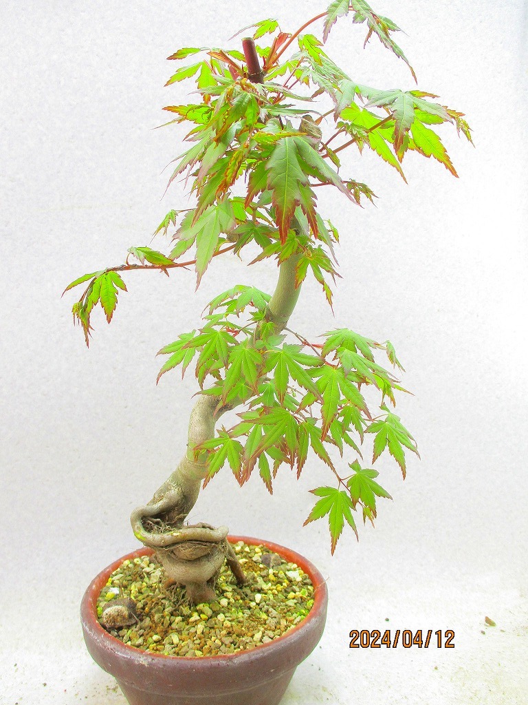 [. manner bonsai Ryuutsu ]momiji(41348 plant pot ) total height :46.* same packing is [ together transactions ] procedure strict observance *100 size * postage clear writing 