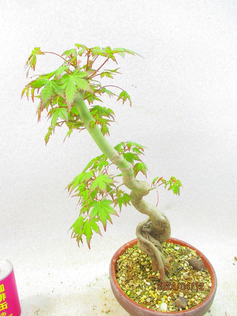 [. manner bonsai Ryuutsu ]momiji(41348 plant pot ) total height :46.* same packing is [ together transactions ] procedure strict observance *100 size * postage clear writing 