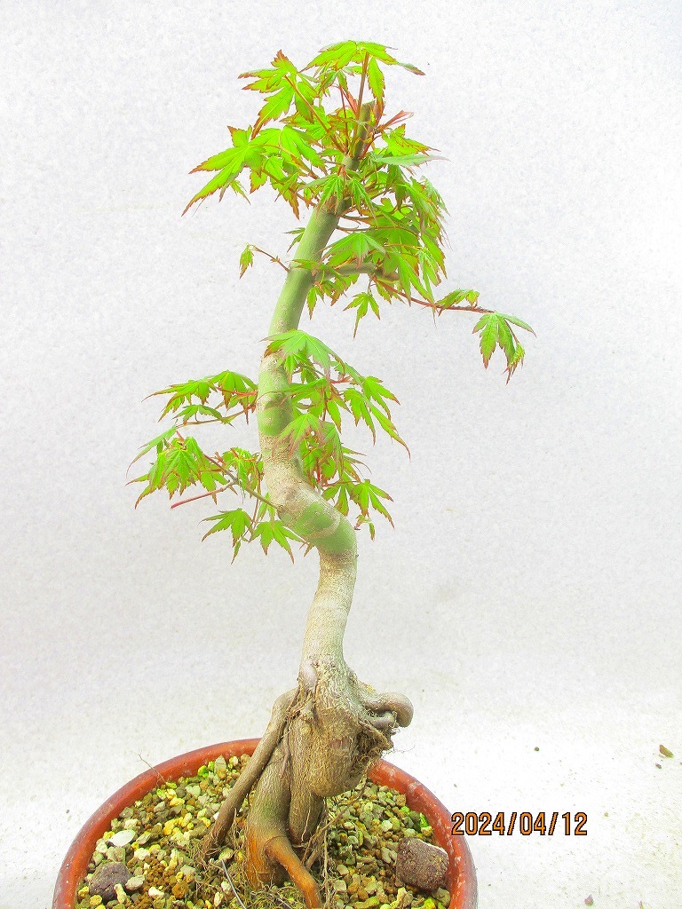 [. manner bonsai Ryuutsu ]momiji(41348 plant pot ) total height :46.* same packing is [ together transactions ] procedure strict observance *100 size * postage clear writing 