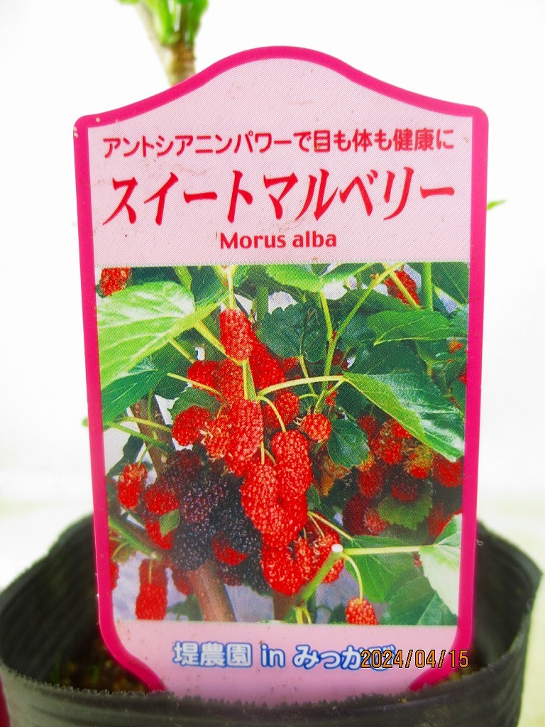 [. способ саженец Ryuutsu ] сладкий maru Berry ( тутовик. реальный ) 2 позиций комплект (41455) полная высота :50.* такой же упаковка. [ совместно сделка ] формальности строгое соблюдение *100 размер * стоимость доставки ясное написание 