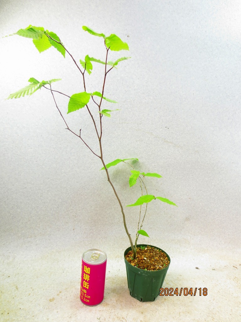 [ shelves .SALE][. manner bonsai Ryuutsu ] beech (41734) total height :53.* same packing is [ together transactions ] procedure strict observance *100 size * postage clear writing 