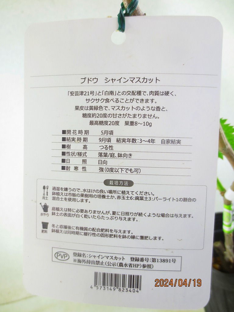 [野風苗木流通]シャインマスカット PVP証紙付(42071)全高：64㎝※同梱包は「まとめて取引」手続厳守※100サイズ＊送料明記_画像3