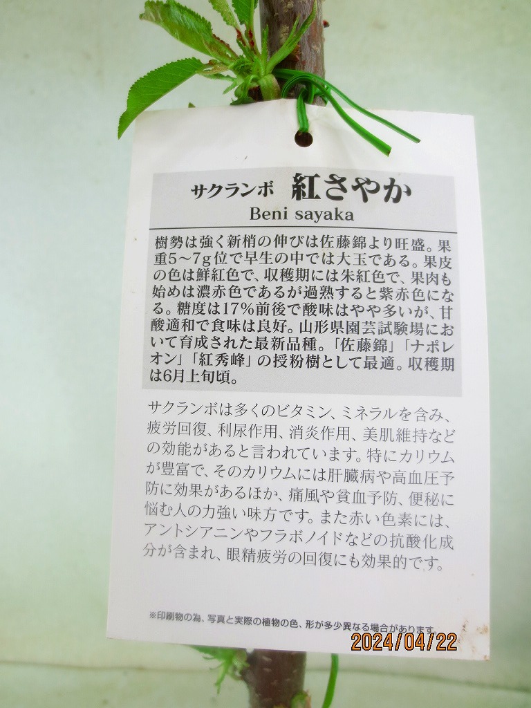 [野風苗木流通]さくらんぼ 紅さやか(42204)全高：66㎝※同梱包は「まとめて取引」手続厳守※100サイズ＊送料明記　_画像3