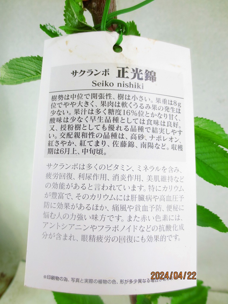 [野風苗木流通]さくらんぼ 正光錦(42205)全高：66㎝※同梱包は「まとめて取引」手続厳守※100サイズ＊送料明記 の画像3