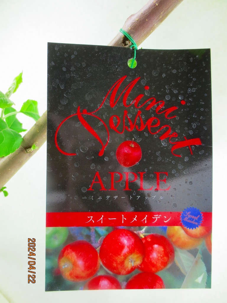 [野風苗木流通]ミニリンゴ スイートメイデン(42337)全高：68㎝※同梱包は「まとめて取引」手続厳守※100サイズ＊送料明記の画像2