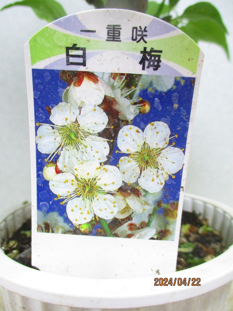 [野風盆栽流通]花梅 一重咲 白花(42402白丸プラ鉢)全高：41㎝※同梱包は「まとめて取引」手続厳守※100サイズ＊送料明記_画像2