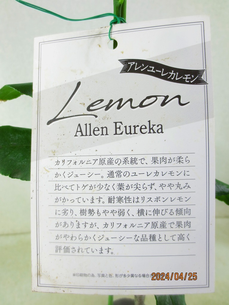 [野風苗木流通]レモン アレンユーレカ(42586)全高：55㎝※同梱包は「まとめて取引」手続厳守※100サイズ＊送料明記_画像3