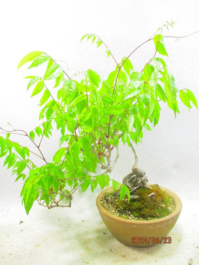 [. manner bonsai Ryuutsu ]natsu Fuji (42365 light brown circle pot ) total height :43.* same packing is [ together transactions ] procedure strict observance *120 size * postage clear writing 