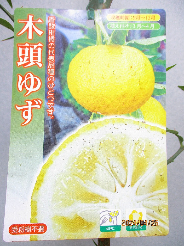 [野風苗木流通]木頭ゆず 接木2年生苗(42641)全高：69㎝※同梱包は「まとめて取引」手続厳守※100サイズ＊送料明記_画像2