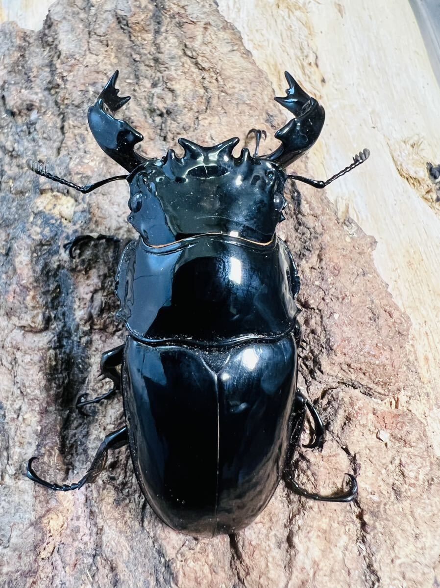 タランドゥス ♂71.2mm ♀52.5mm タランドゥスオオツヤクワガタ 新成虫ペア　大型血統　大アゴ_画像2