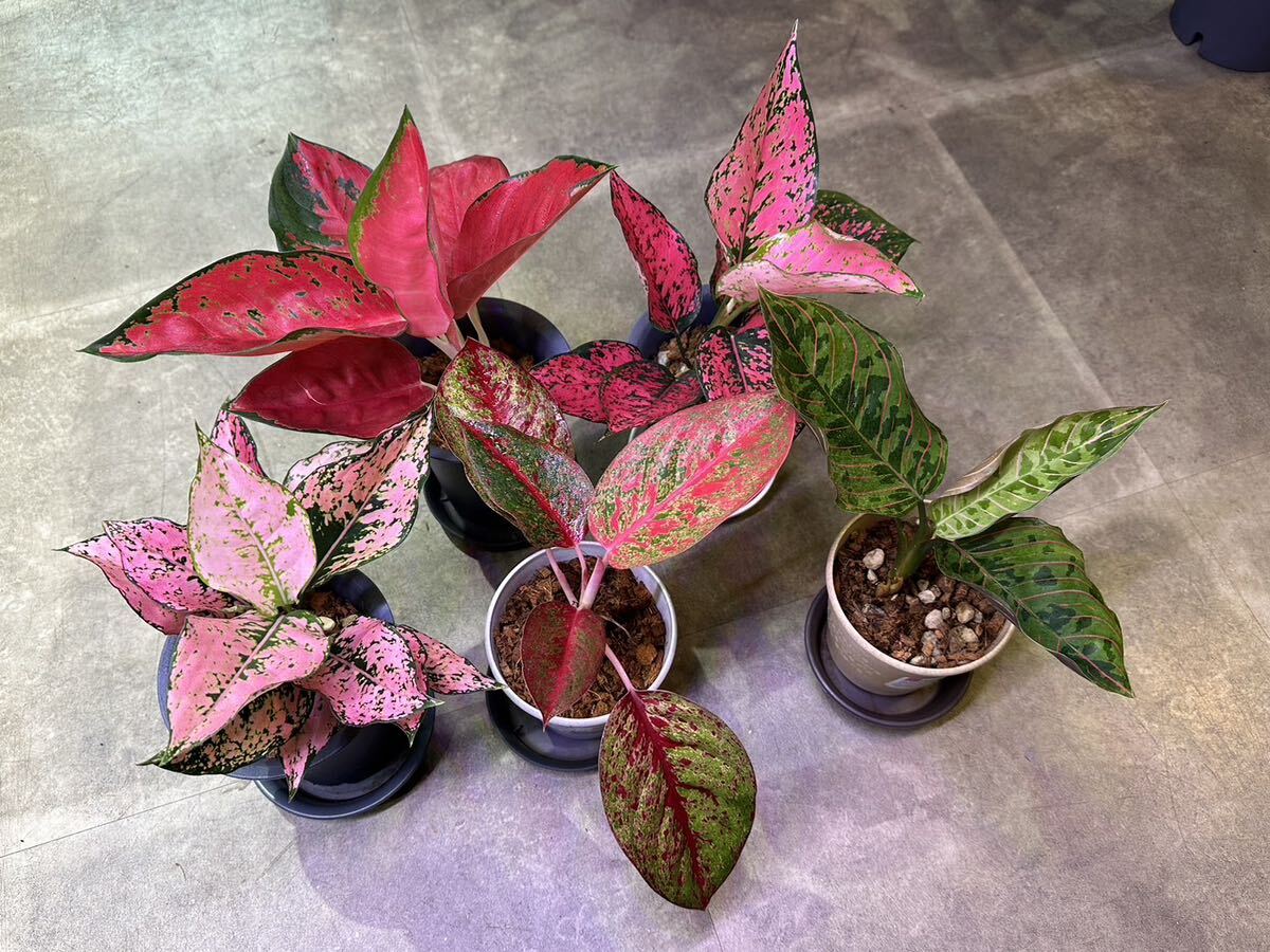 【veil plants】タイの宝石 高級アグラオネマ5本セット タイ契約ナーセリィ直輸入の画像7