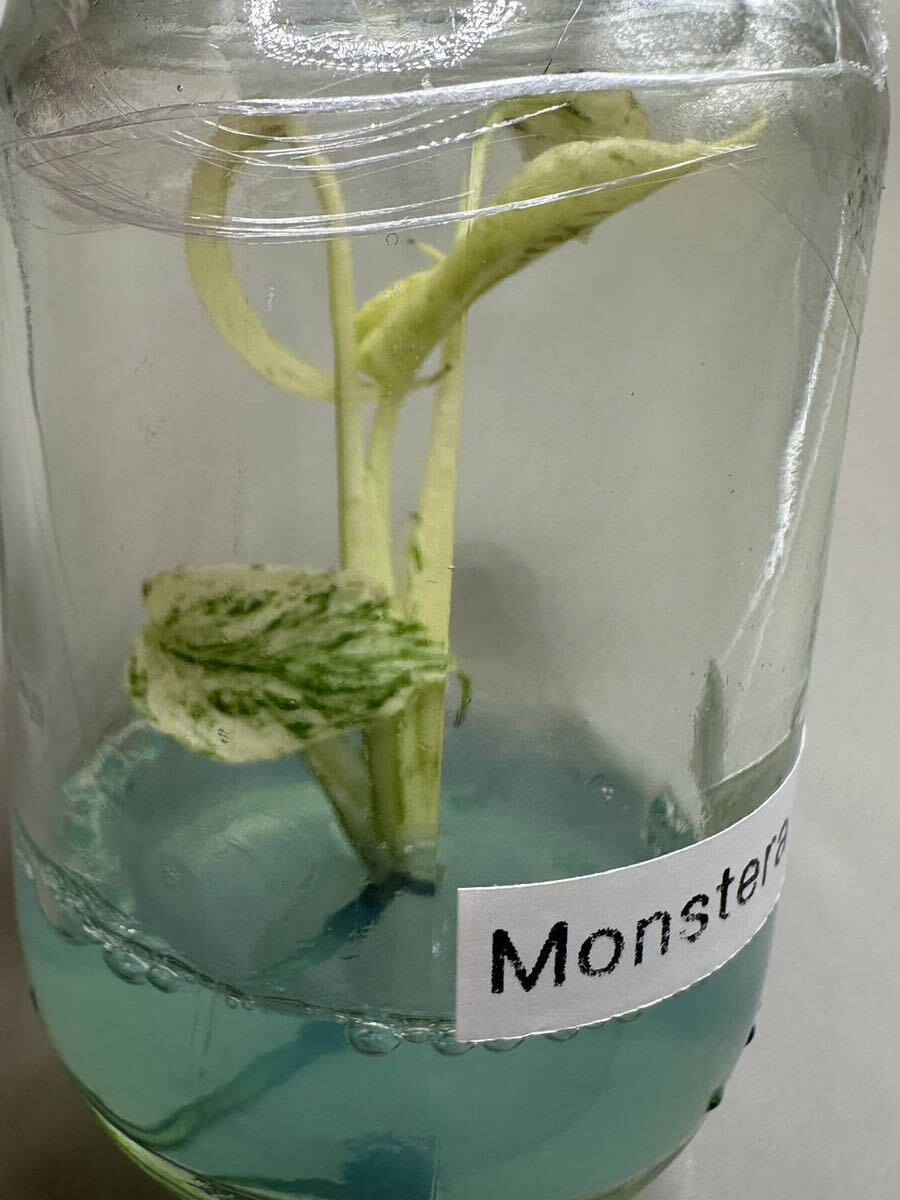 【veil plants】ハイクオリティ大株tissue culture monstera deliciosa mintモンステラ デリシオーサ ミントタイ植物研究所直送の画像4