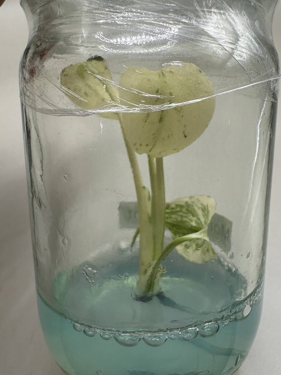 【veil plants】ハイクオリティ大株tissue culture monstera deliciosa mintモンステラ デリシオーサ ミントタイ植物研究所直送の画像3