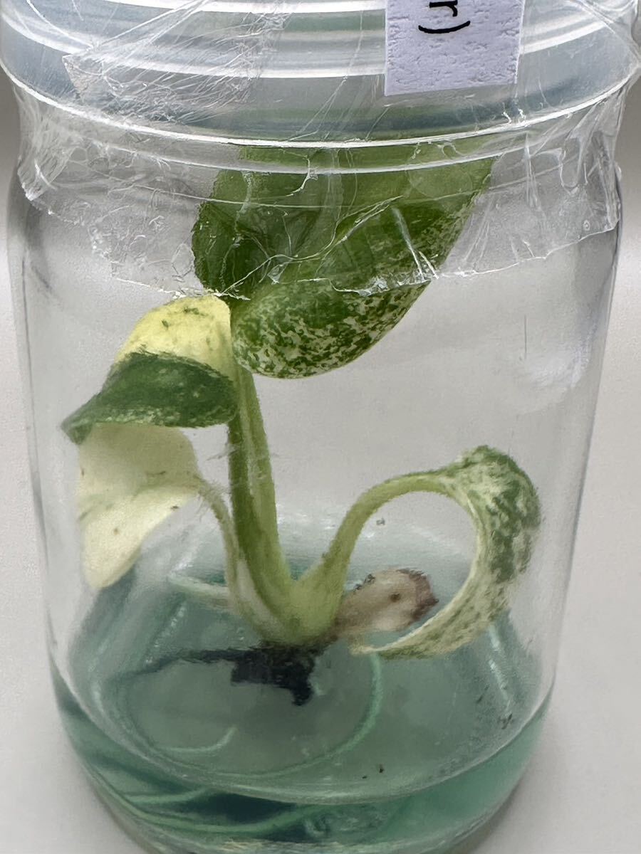 【veilplants】高級培養株モンステラデリシオーサ ホワイトモンスターミント斑天津蘭 Monstera deliciosa White Monster 植物研究所直送の画像2