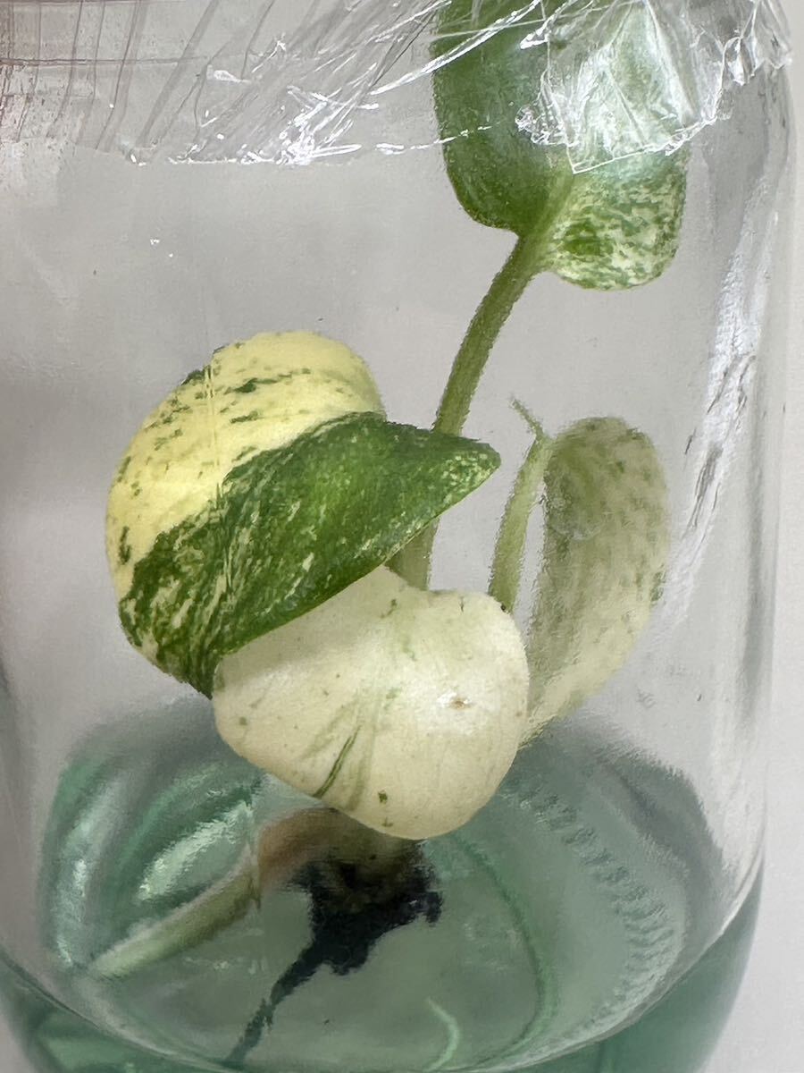 【veilplants】高級培養株モンステラデリシオーサ ホワイトモンスターミント斑天津蘭 Monstera deliciosa White Monster 植物研究所直送の画像1