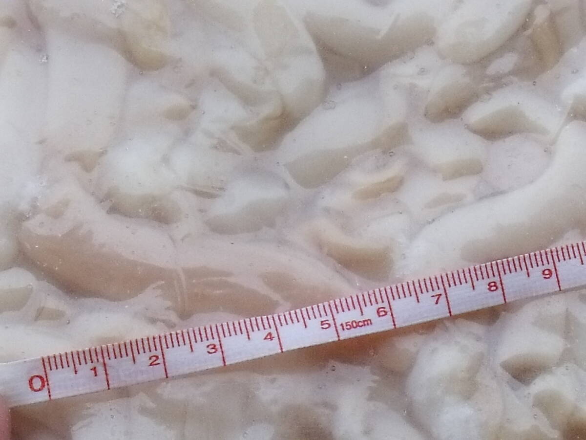数量限定■即決■訳アリ赤字処分 生冷 ツブ貝端材(紐) つぶ貝 粒貝 1kg(1kg×1パック) 同梱可能_画像3