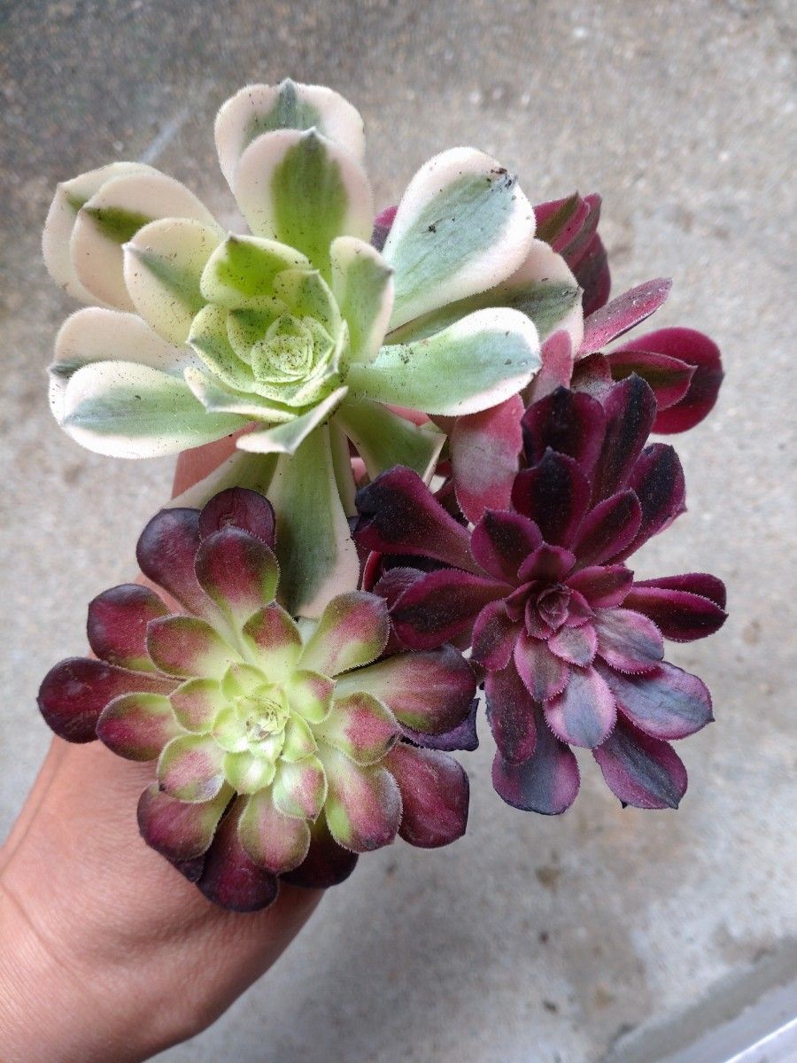 多肉植物 アエオニウム 6種類セット マギー ピンクウイッチ錦他 多肉植物 アエオニウム 6種類セット マギー ピンクウイッチ錦他