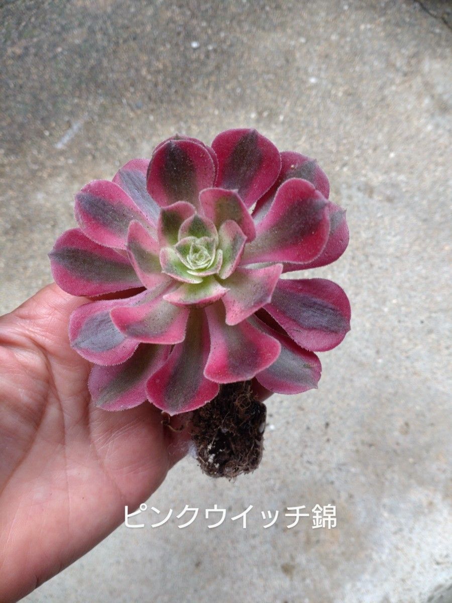 多肉植物 アエオニウム 6種類セット マギー ピンクウイッチ錦他 多肉植物 アエオニウム 6種類セット マギー ピンクウイッチ錦他