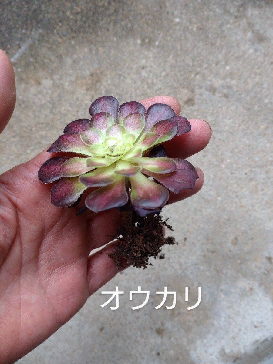 多肉植物 アエオニウム 6種類セット マギー ピンクウイッチ錦他 多肉植物 アエオニウム 6種類セット マギー ピンクウイッチ錦他