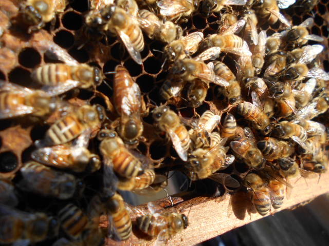 西洋蜜蜂越冬明け３枚群（女王付き）、輸送専用巣箱入り、西洋ミツバチ、セイヨウミツバチ、種蜂、養蜂、花粉交配、ふそ病の検査済証付きの画像4