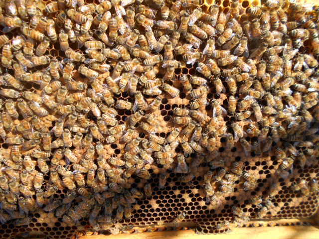 西洋蜜蜂越冬明け３枚群（女王付き）、輸送専用巣箱入り、西洋ミツバチ、セイヨウミツバチ、種蜂、養蜂、花粉交配、ふそ病の検査済証付きの画像2