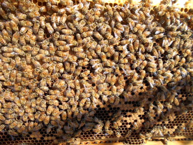 西洋蜜蜂越冬明け３枚群（女王付き）、輸送専用巣箱入り、西洋ミツバチ、セイヨウミツバチ、種蜂、養蜂、花粉交配、ふそ病の検査済証付きの画像1