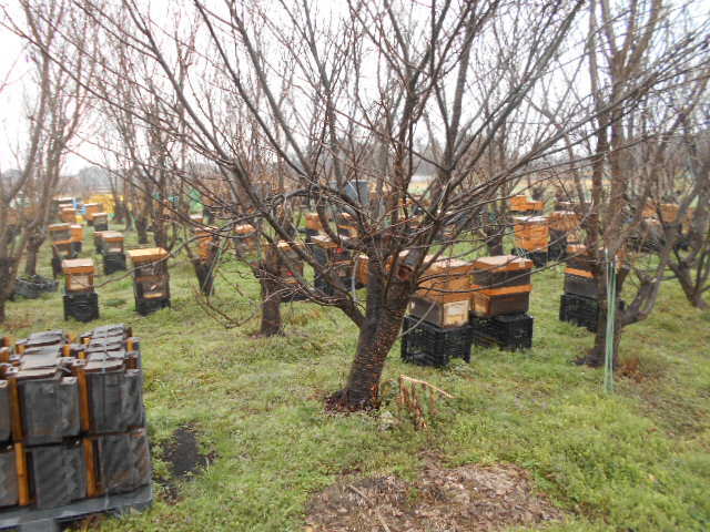 西洋蜜蜂越冬明け３枚群（女王付き）、輸送専用巣箱入り、西洋ミツバチ、セイヨウミツバチ、種蜂、養蜂、花粉交配、ふそ病の検査済証付きの画像10