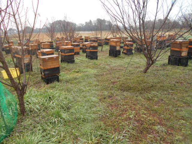  West molasses bee . winter opening 3 sheets group ( woman . attaching ), transportation exclusive use nest boxed, West Mitsuba chi,seiyou Mitsuba chi, kind bee,. bee, pollen . distribution,.. sick. inspection settled proof attaching 