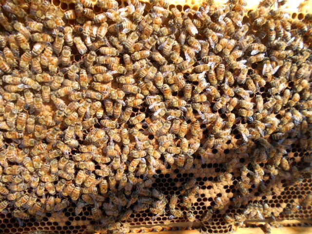  West molasses bee . winter opening 3 sheets group ( woman . attaching ), transportation exclusive use nest boxed, West Mitsuba chi,seiyou Mitsuba chi, kind bee,. bee, pollen . distribution,.. sick. inspection settled proof attaching 