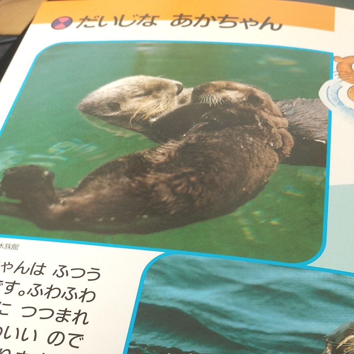 【プチカ】うみのどうぶつずかん　幼児のかがくすかん ／はなまるきっずプチカ(全国の水族館にいる主な哺乳動物が 網羅)