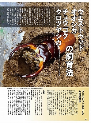 新刊発売中！2024年ビークワカレンダー付き！代引き不可！ビークワ91号 送料無料！ポイント倍！の画像5