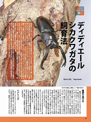 新刊発売中！2024年ビークワカレンダー付き！代引き不可！ビークワ91号 送料無料！ポイント倍！の画像6