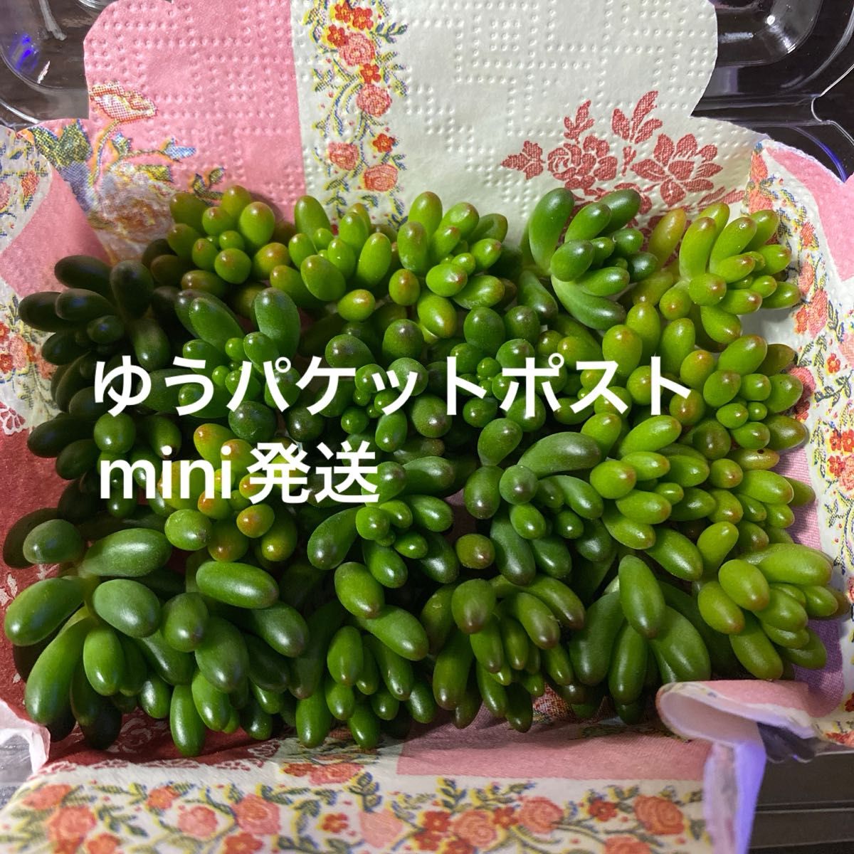 多肉植物　カット苗　虹の玉