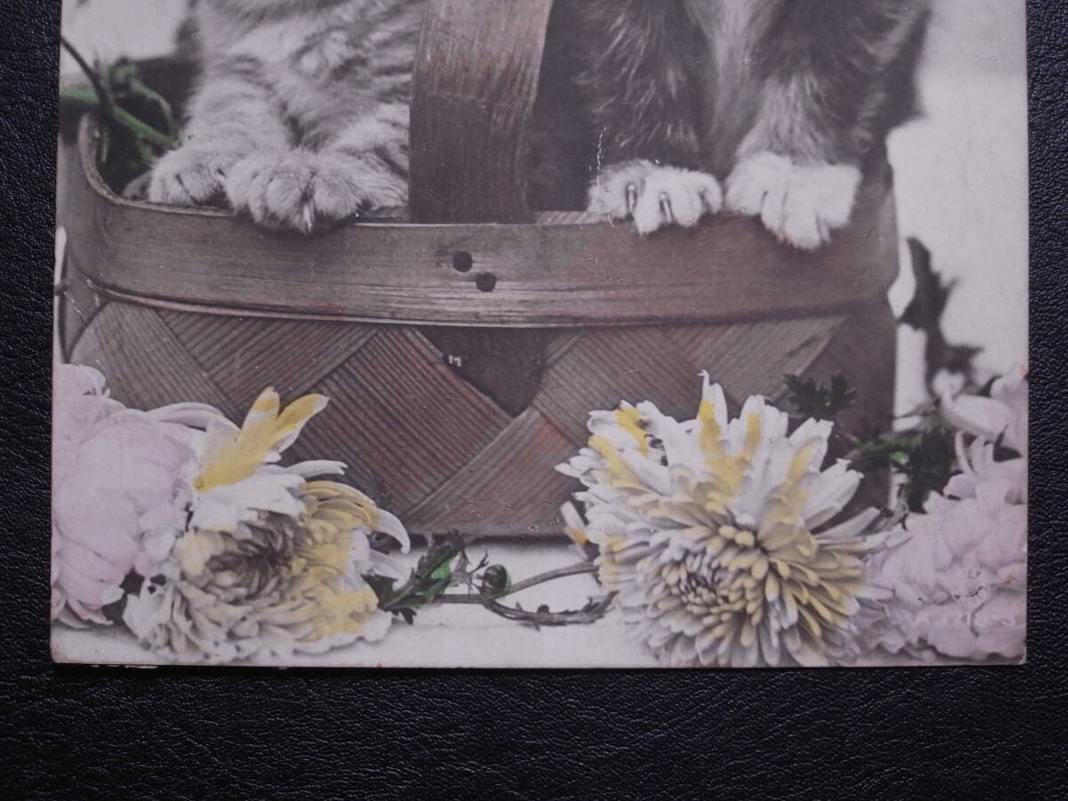 『籠に入っている2匹の猫』 絵葉書〔C-06〕 / 戦前 絵はがき ポストカード POST CARD 写真_画像5