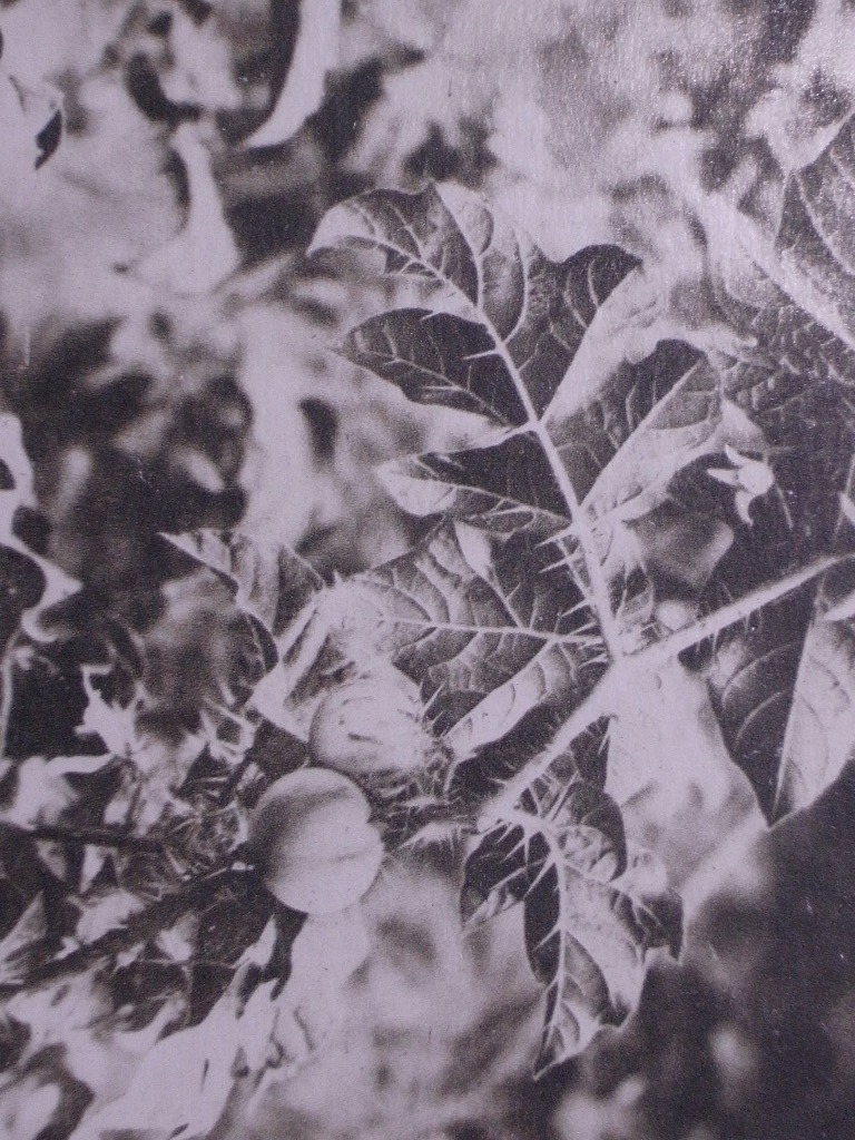 ぎんなんなすび 茄科 有毒植物 絵葉書〔A-168〕日向の青島 熱帯性植物 9.8.26 スタンプ印 / 戦前 写真 歴史資料 絵はがき ポストカード_画像4
