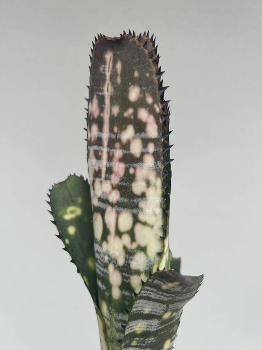 Billbergia Domingos Martins TF1686 ビルベルギアドミンゴスマルティンス_画像3